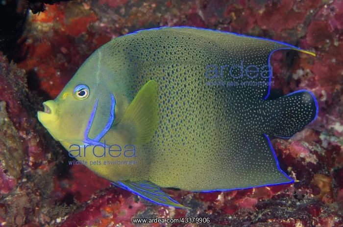 : Semicircle Angelfish : Semicircle Angelfish