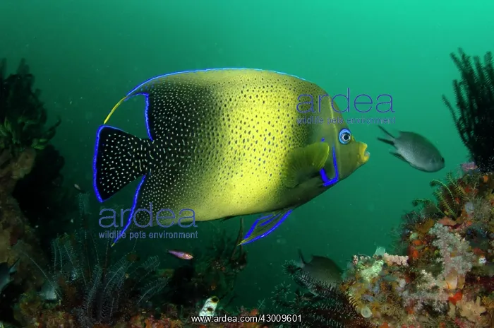 : Semicircle Angelfish Pelican Head dive site, Horseshoe : Semicircle Angelfish Pelican Head dive site, Horseshoe