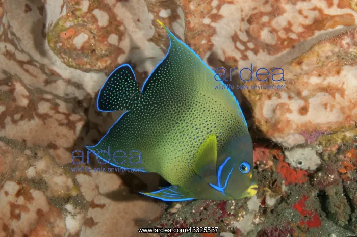 : Semicircle Angelfish - by sponge - Vienna dive site : Semicircle Angelfish - by sponge - Vienna dive site