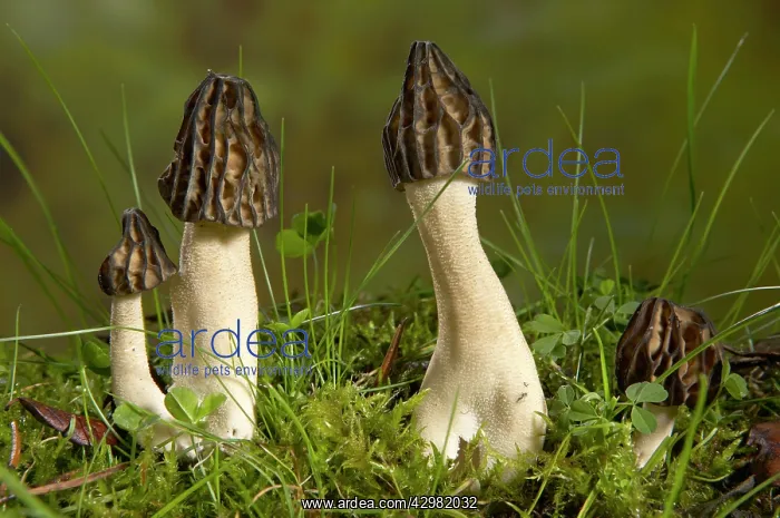  : Semifree Morel - Mushroom - Fungi