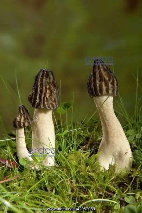  : Semifree Morel - Mushroom - Fungi