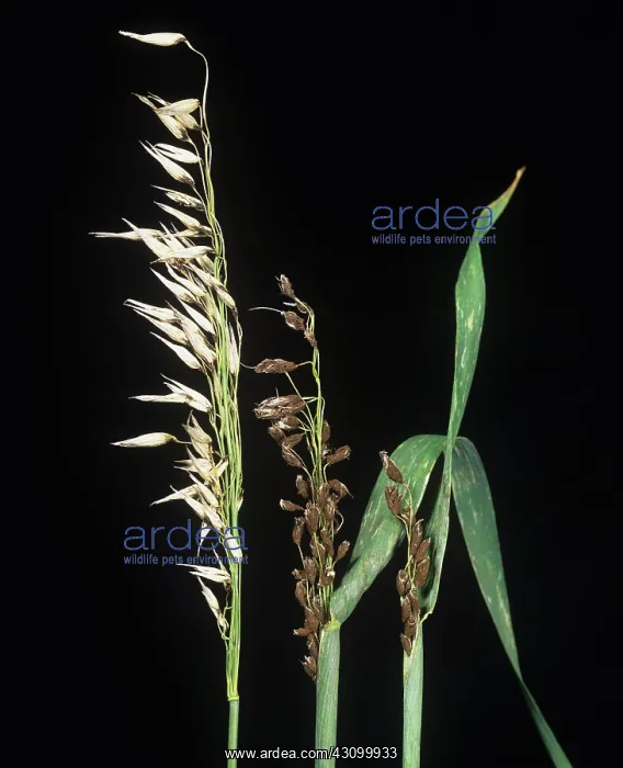 : Semiloose smut infection on oats ears : Semiloose smut infection on oats ears