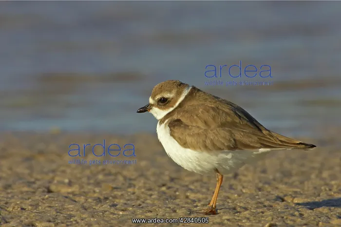 : Semipalmated Plover : Semipalmated Plover
