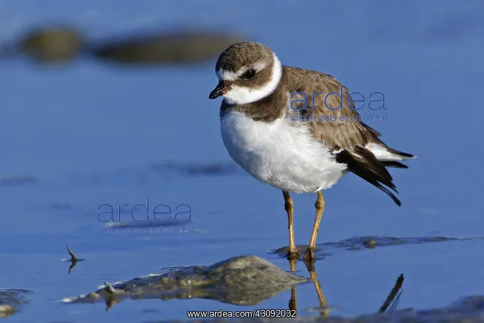 : Semipalmated Plover : Semipalmated Plover