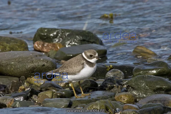 : Semipalmated Plover : Semipalmated Plover