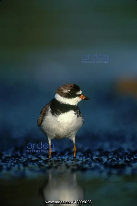 : Semipalmated Plover : Semipalmated Plover