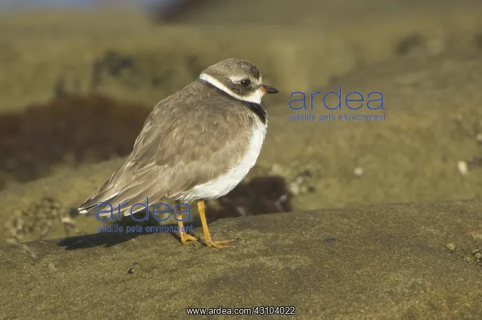 : Semipalmated Plover : Semipalmated Plover