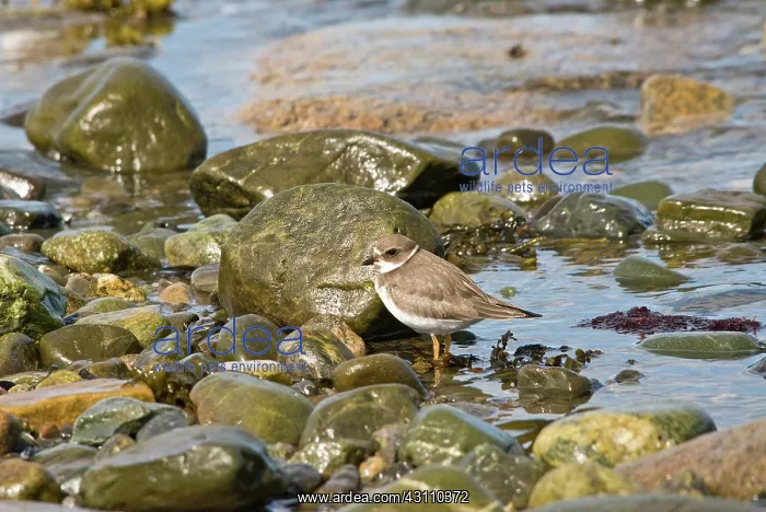 : Semipalmated Plover : Semipalmated Plover