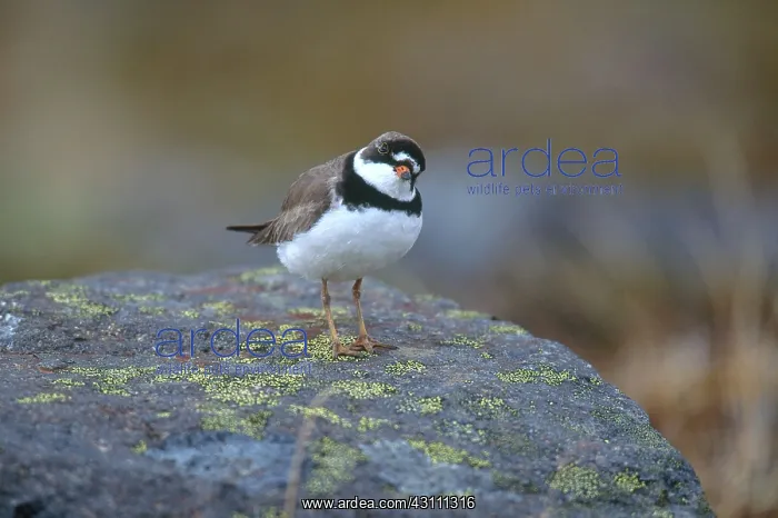 : Semipalmated Plover : Semipalmated Plover
