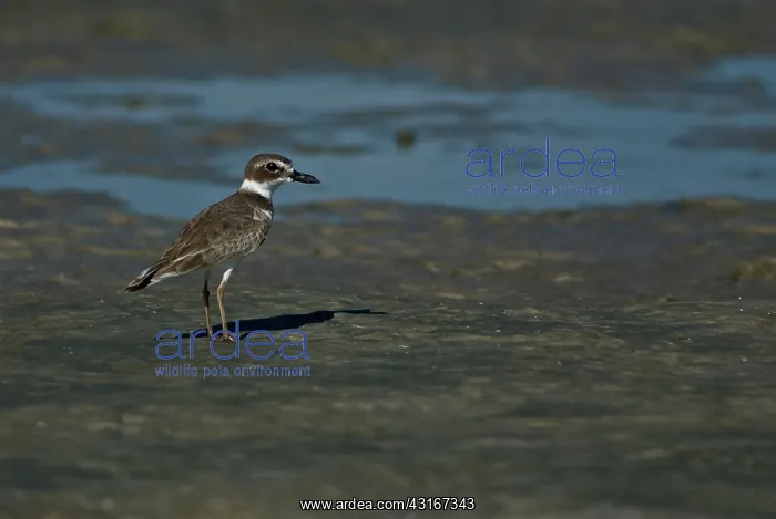 : Semipalmated Plover : Semipalmated Plover