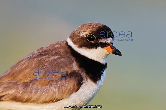: Semipalmated Plover - adult in August : Semipalmated Plover - adult in August
