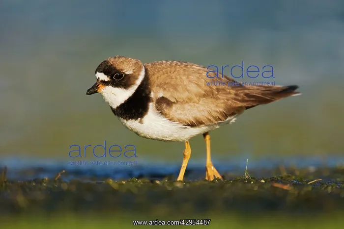 : Semipalmated Plover - adult in August : Semipalmated Plover - adult in August