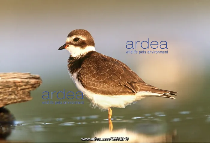 : SEMIPALMATED PLOVER - juvenile : SEMIPALMATED PLOVER - juvenile