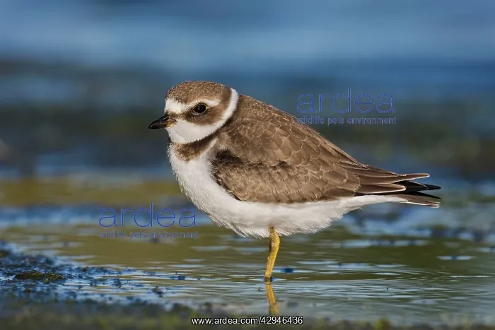 : Semipalmated Plover - juvenile at Jamaica Bay : Semipalmated Plover - juvenile at Jamaica Bay