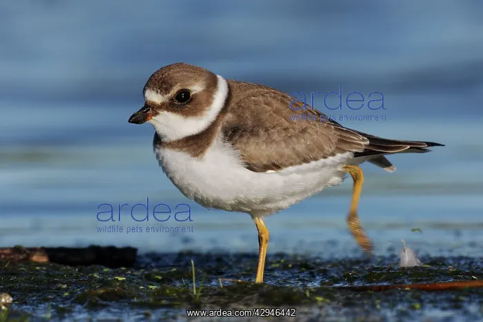 : Semipalmated Plover - juvenile at Jamaica Bay NWR : Semipalmated Plover - juvenile at Jamaica Bay NWR