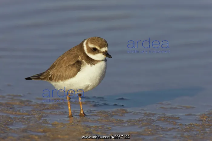: Semipalmated Plover - Marco Island : Semipalmated Plover - Marco Island