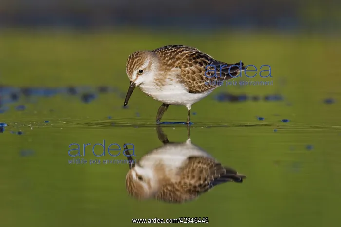 : Semipalmated Sandpiper : Semipalmated Sandpiper