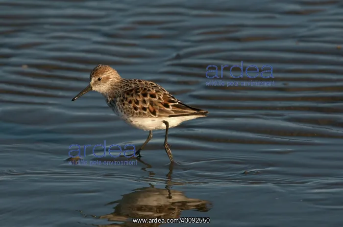 : Semipalmated Sandpiper : Semipalmated Sandpiper