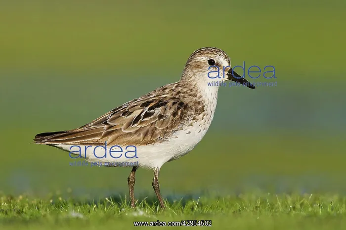 : Semipalmated Sandpiper - adult : Semipalmated Sandpiper - adult