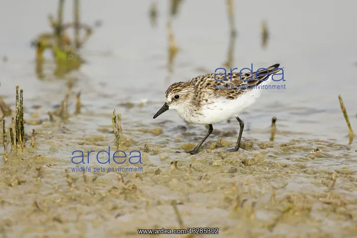  : Semipalmated Sandpiper - feeding in shallow lagoon