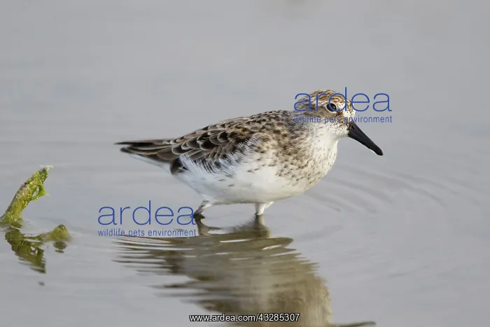 : Semipalmated Sandpiper - feeding in shallow lagoon : Semipalmated Sandpiper - feeding in shallow lagoon