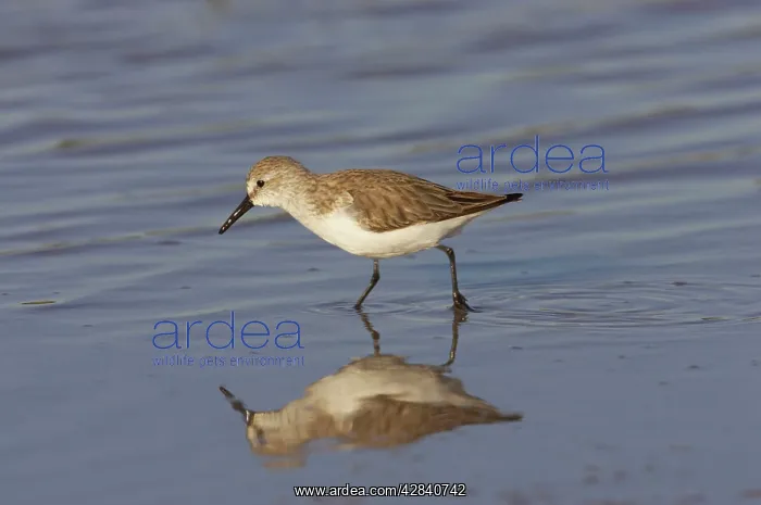 : Semipalmated Sandpiper - feeding in shallow water : Semipalmated Sandpiper - feeding in shallow water