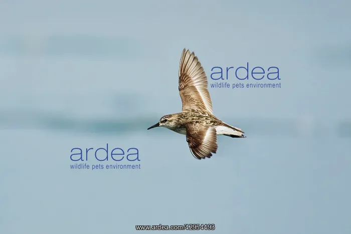 : Semipalmated Sandpiper - in flight : Semipalmated Sandpiper - in flight