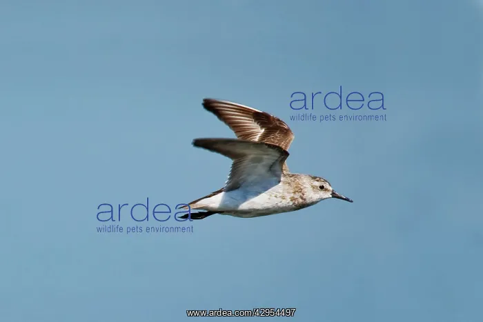 : Semipalmated Sandpiper - in flight : Semipalmated Sandpiper - in flight