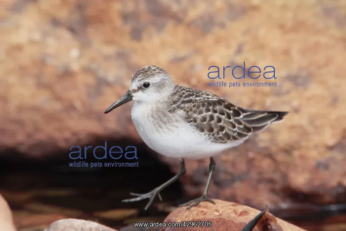 : Semipalmated Sandpiper - juvenile : Semipalmated Sandpiper - juvenile