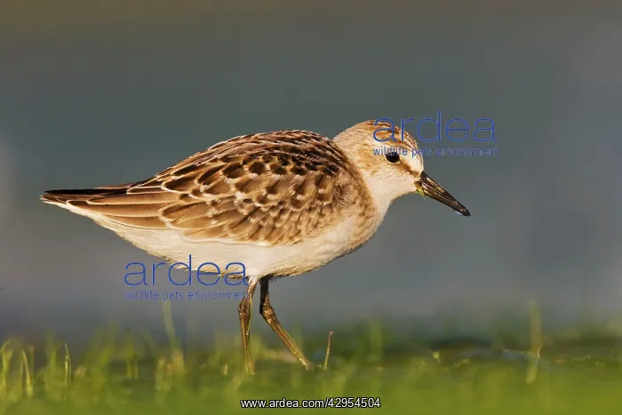 : Semipalmated Sandpiper - Juvenile in August : Semipalmated Sandpiper - Juvenile in August