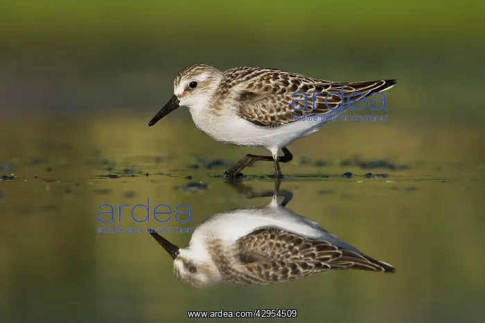 : Semipalmated Sandpiper - Juvenile in August : Semipalmated Sandpiper - Juvenile in August