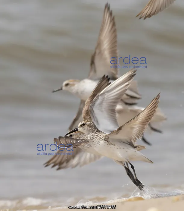  : Semipalmated sandpiper, New Jersey, USA, North America