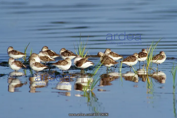 : Semipalmated Sandpipers : Semipalmated Sandpipers