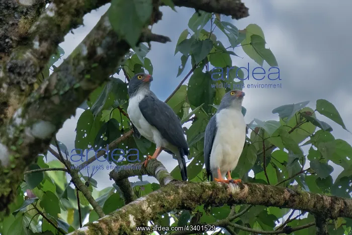 : The semiplumbeous hawk in forest : The semiplumbeous hawk in forest