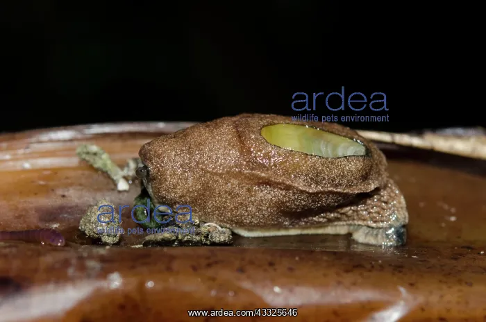: Semislug - in banana tree, Musa sp - Klungkung : Semislug - in banana tree, Musa sp - Klungkung