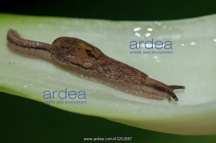 : Semislug - Klungkung, Bali, Indonesia : Semislug - Klungkung, Bali, Indonesia