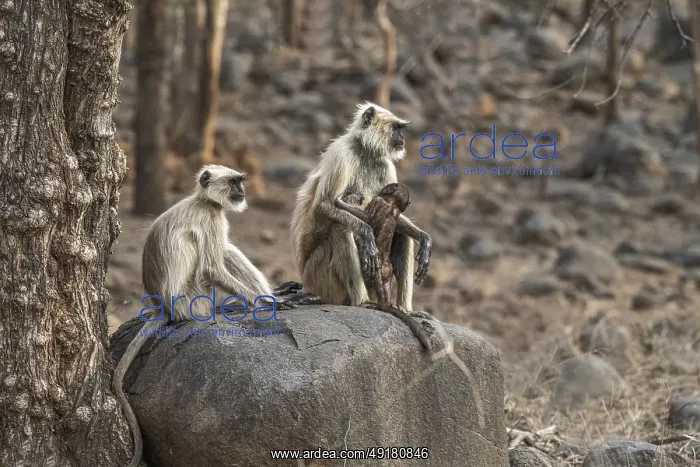 : Semnopithecus, Ranthambore National Park, India : Semnopithecus, Ranthambore National Park, India