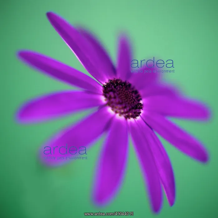 : Senecio, Senecio : Senecio, Senecio