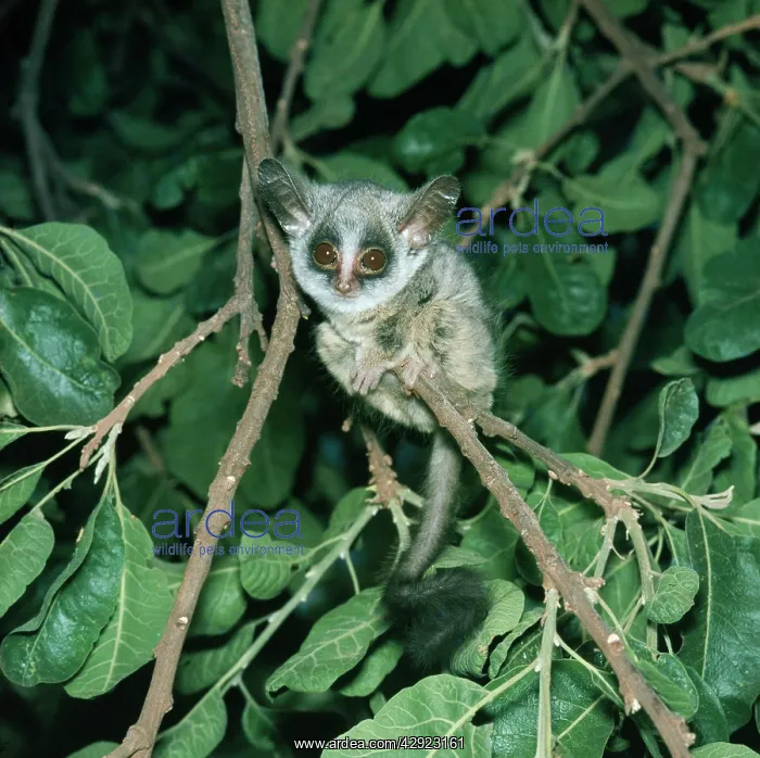 : SENEGAL BUSHBABY : SENEGAL BUSHBABY