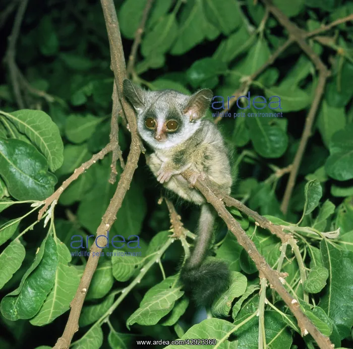 : SENEGAL BUSHBABY : SENEGAL BUSHBABY