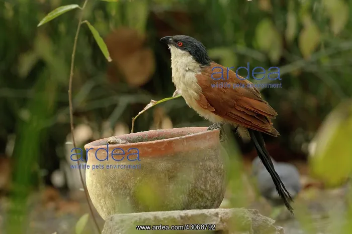 : Senegal Coucal : Senegal Coucal