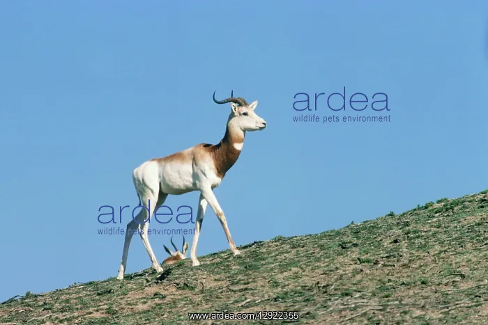 : Senegal Dama Gazelle - also known as Addra gazelle : Senegal Dama Gazelle - also known as Addra gazelle
