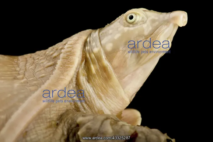 : Senegal flapshell turtle (Cyclanorbis senegalens : Senegal flapshell turtle (Cyclanorbis senegalens