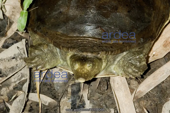 : Senegal Flapshell Turtle on ground : Senegal Flapshell Turtle on ground