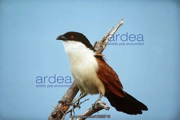 : SENEGAL / FLECKS COUCAL : SENEGAL / FLECKS COUCAL