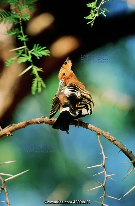 : Senegal Hoopoe : Senegal Hoopoe