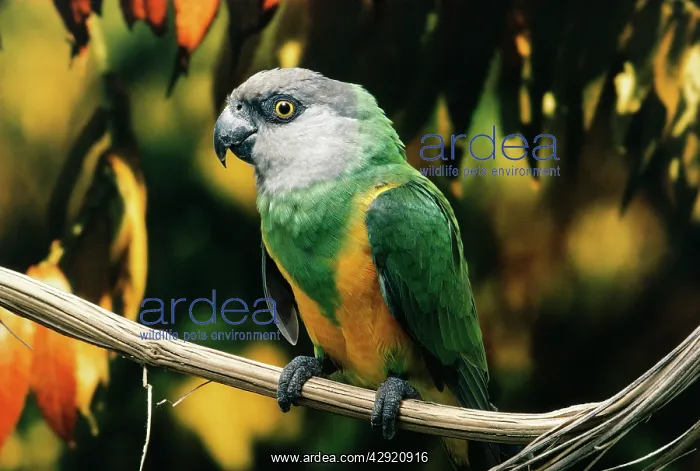 : Senegal PARROT : Senegal PARROT