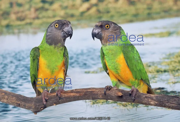 : Senegal Parrot - two : Senegal Parrot - two