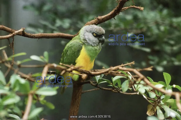  : Senegal Parrot