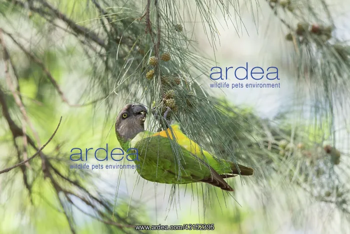 : Senegal Parrot : Senegal Parrot